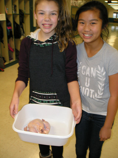 Chickens Part 1 - Photo Number 4