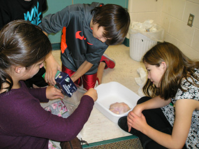 Chickens Part 1 - Photo Number 5