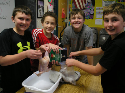 Chickens Part 1 - Photo Number 8